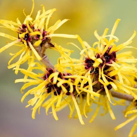 Unleashing the Magic of Witch Hazel Extract: Transforming Your Skin Naturally