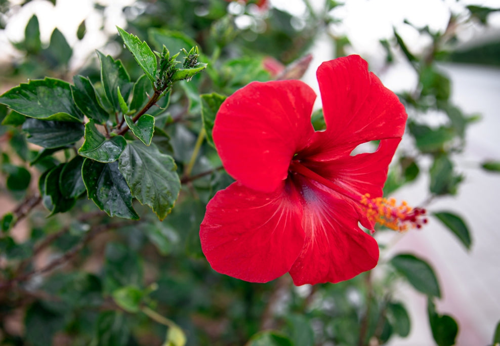 Unlock the Beauty Secrets: Harness the Power of Hibiscus Extract for Stunning Skin and Luscious Hair